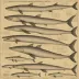 Sowerby's Beaked Whale