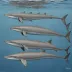 Stejneger's Beaked Whale