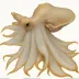 Swordtip Squid (Uroteuthis edulis)