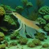 Southern Reef Squid (Sepioteuthis australis)