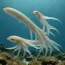 Smooth Hooker Squid (Onykia ingens)