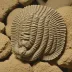 Serrodiscus