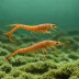 Seabob Shrimp