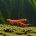 Sakura Neocaridina Shrimp
