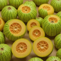 Sungold Casaba