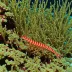 Scarlet-striped Cleaning Shrimp