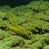 Saron Shrimp
