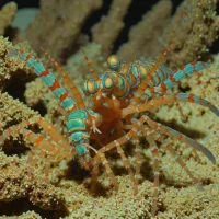 Shortnose Mantis Shrimp