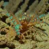 Shortnose Mantis Shrimp