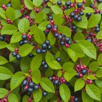 Salal Berry (Gaultheria shallon)