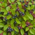 Salal Berry (Gaultheria shallon)