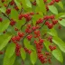 Schisandra Berry (Schisandra chinensis)