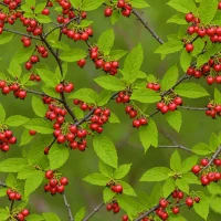 Spicebush Berry (Lindera benzoin)