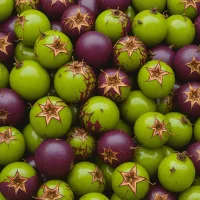 Star Apple (Chrysophyllum cainito)