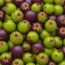 Star Apple (Chrysophyllum cainito)