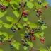 Stink Currant (Ribes bracteosum)