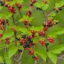 Sticky Currant (Ribes viscosissimum)