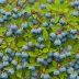 Sunshine Blue Blueberry (Vaccinium hybrid)