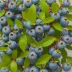Snowchaser Blueberry (Vaccinium hybrid)
