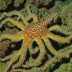Southern Blue-Ringed Octopus (Hapalochlaena maculosa)