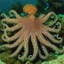 Seven-Arm Octopus (Haliphron atlanticus)