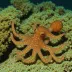 Star-Sucker Pygmy Octopus (Octopus wolfi)