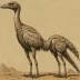Saurornithoides mongoliensis