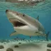 Sand tiger shark