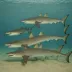 Smalltooth sand tiger shark
