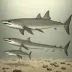 Spiny dogfish