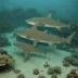 Sawback angelshark