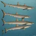 Starry smoothhound