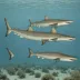 Striped smoothhound