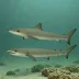Sicklefin weasel shark