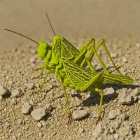 Sulfur-winged Grasshopper (Arphia sulphurea)