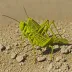 Sulfur-winged Grasshopper (Arphia sulphurea)