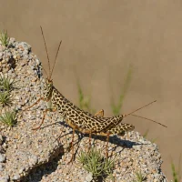 Speckled Rangeland Grasshopper (Arphia conspersa)