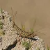 Speckled Rangeland Grasshopper (Arphia conspersa)