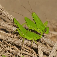 Small Southern Grasshopper (Austroicetes pusilla)