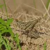 Striped Grasshopper (Euprepocnemis plorans)