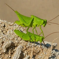 Short-collared Grasshopper (Dociostaurus brevicollis)