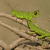 Spotted Catantops (Catantops melanostictus)