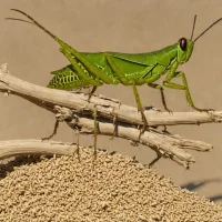 Senegalese Pyrgomorph (Chrotogonus senegalensis)