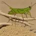 Senegalese Pyrgomorph (Chrotogonus senegalensis)