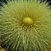 Stylocidaris lineata