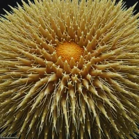 Sperosoma antillense