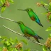 Sapphire-bellied Hummingbird