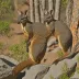 Sharman's rock-wallaby