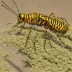Southeastern Lubber Grasshopper (Romalea guttata)