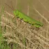 Slant-faced Pasture Grasshopper (Acrida conica)